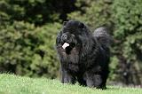 CHOW CHOW 620